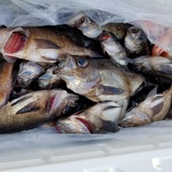 オーフリー 釣果