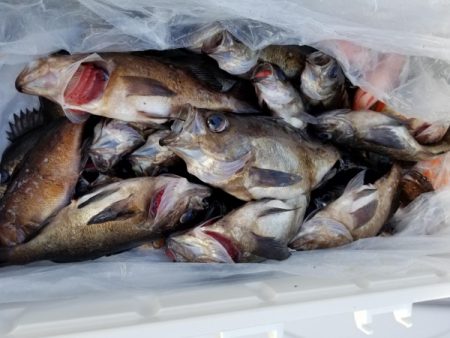 オーフリー 釣果