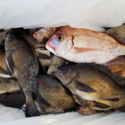 オーフリー 釣果