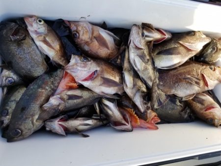 オーフリー 釣果