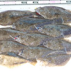 松本釣船２ 釣果