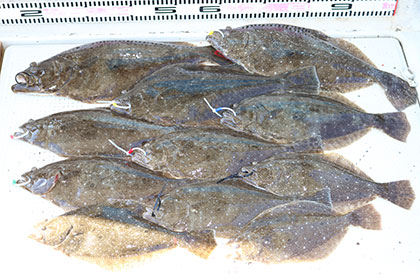 松本釣船２ 釣果