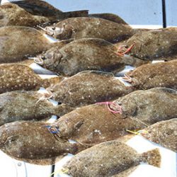 松本釣船２ 釣果