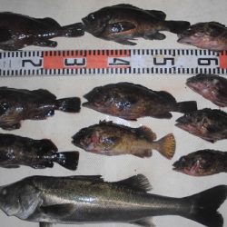 ルアー船マヒマヒ 釣果