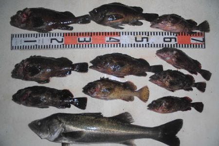 ルアー船マヒマヒ 釣果