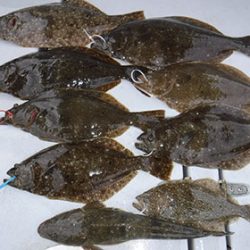 松本釣船２ 釣果