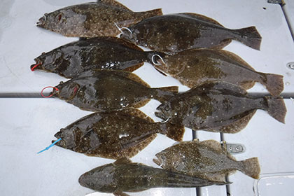 松本釣船２ 釣果