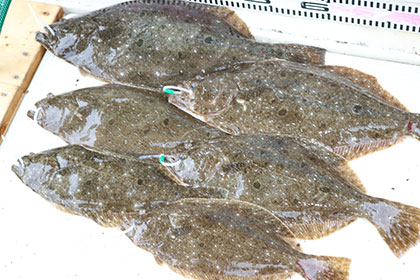 松本釣船２ 釣果