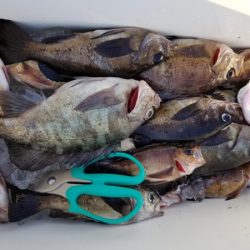 オーフリー 釣果