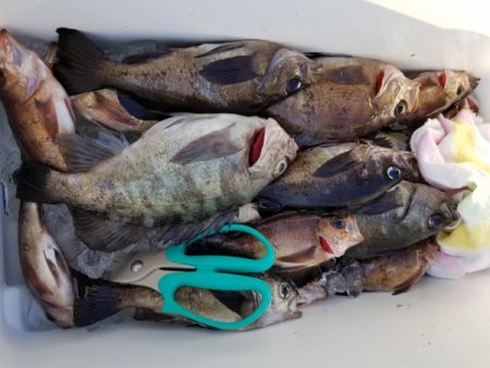 オーフリー 釣果