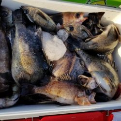 オーフリー 釣果