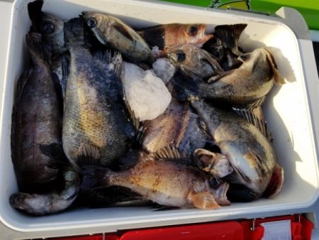 オーフリー 釣果