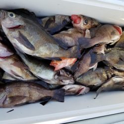 オーフリー 釣果