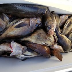 オーフリー 釣果