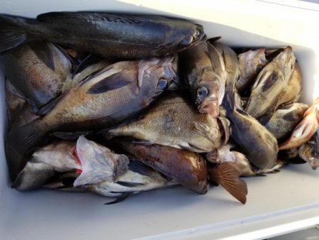 オーフリー 釣果