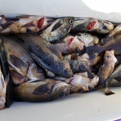 オーフリー 釣果