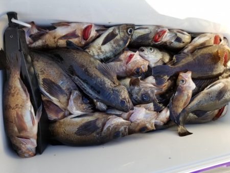 オーフリー 釣果