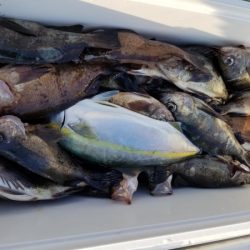 オーフリー 釣果