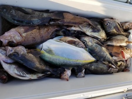 オーフリー 釣果