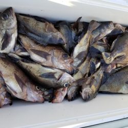 オーフリー 釣果