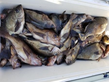 オーフリー 釣果