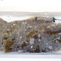 松本釣船２ 釣果