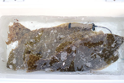 松本釣船２ 釣果