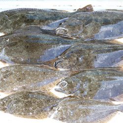 松本釣船２ 釣果