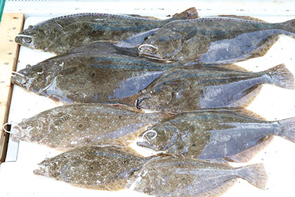 松本釣船２ 釣果