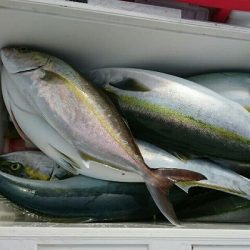 海龍丸（福岡） 釣果