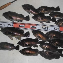 ルアー船マヒマヒ 釣果