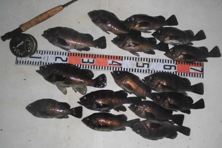 ルアー船マヒマヒ 釣果