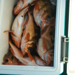 モンロー号 釣果