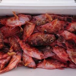 オーフリー 釣果