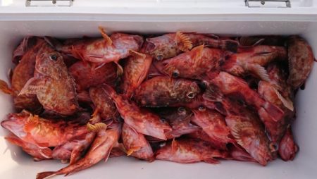 オーフリー 釣果