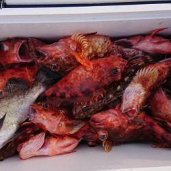 オーフリー 釣果