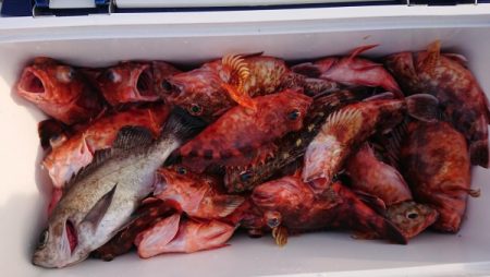 オーフリー 釣果