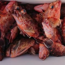 オーフリー 釣果