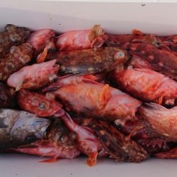 オーフリー 釣果