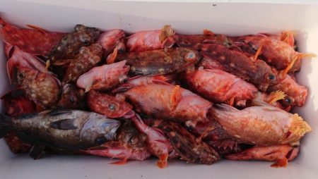 オーフリー 釣果