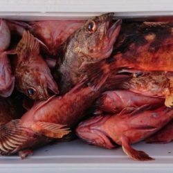 オーフリー 釣果