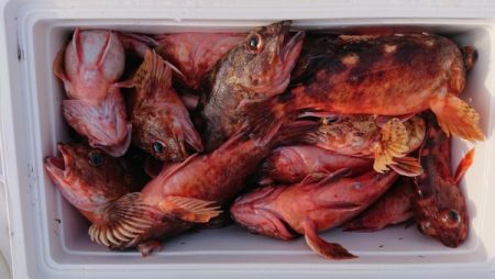 オーフリー 釣果