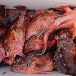 オーフリー 釣果