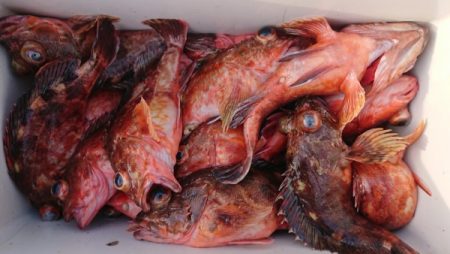 オーフリー 釣果