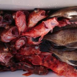 オーフリー 釣果