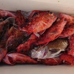 オーフリー 釣果