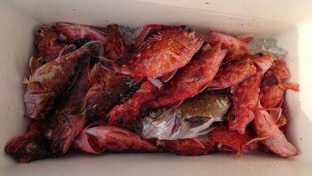 オーフリー 釣果