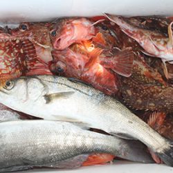 松本釣船2 釣果