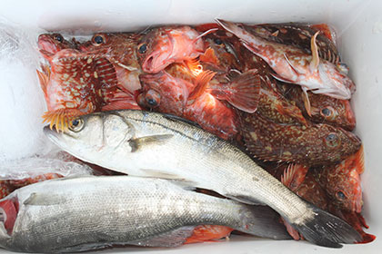 松本釣船2 釣果