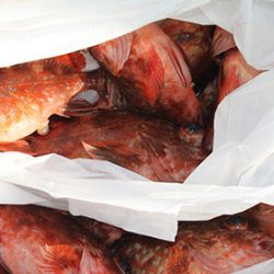 松本釣船2 釣果